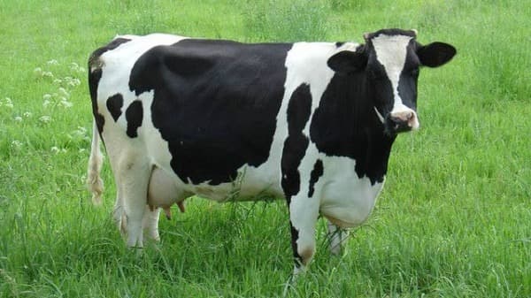 Healthy Fresian Cow