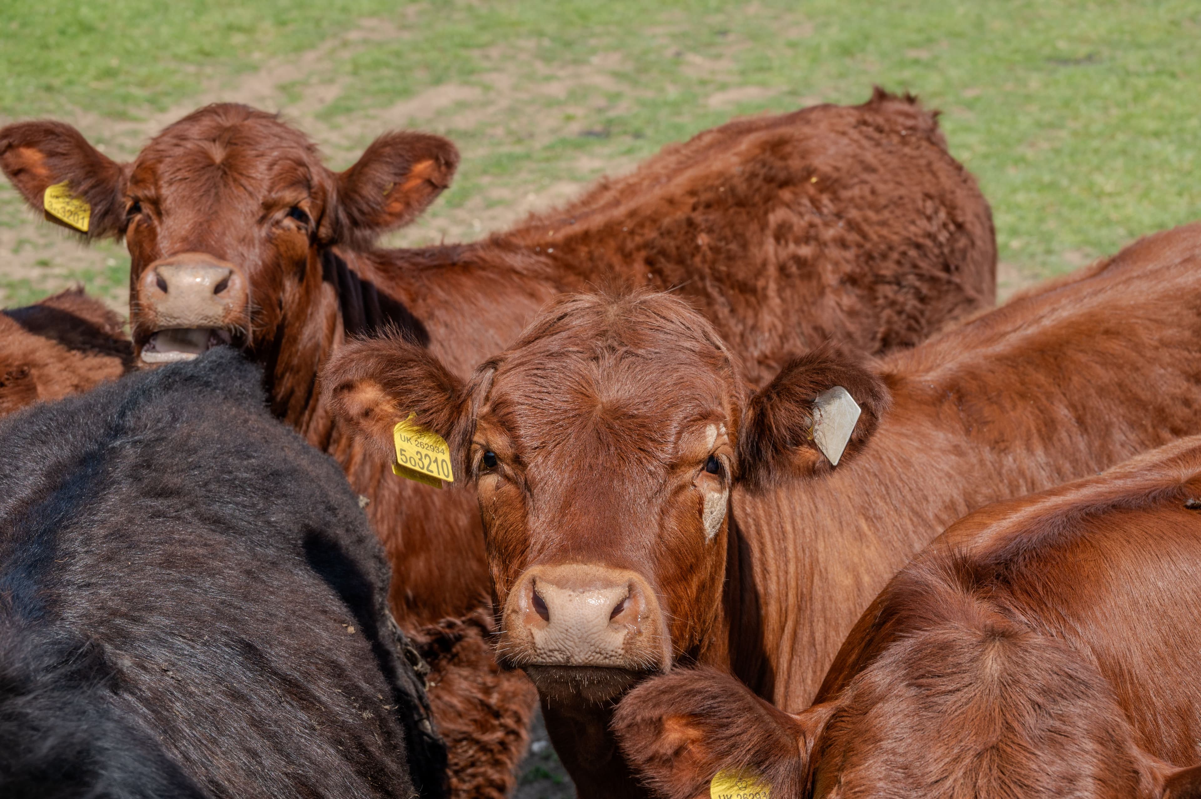 Animal Breeds